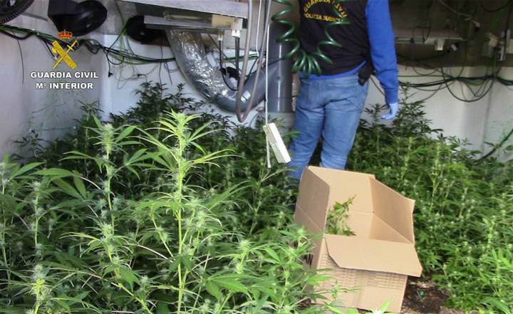 Tres detenidos e intervenidas más de 1.200 plantas de marihuana 