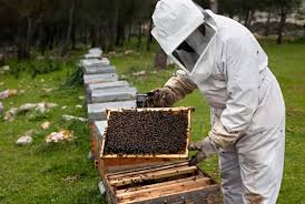 El apicultor de la comarca de Molina, Miguel Ángel Casado lidera el movimiento Serranía Celtibérica