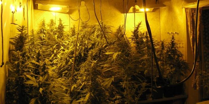 Un chalet de Torrejón del Rey escondía el cultivo de 547 plantas de marihuana