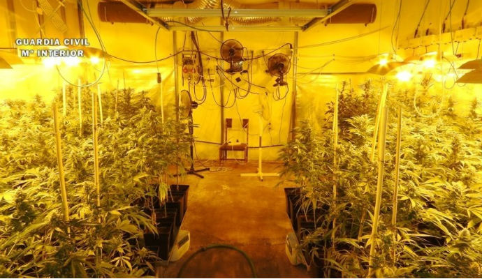 Detienen a un hombre de 70 años que cultivaba 735 plantas de marihuana en un polígono de Toledo