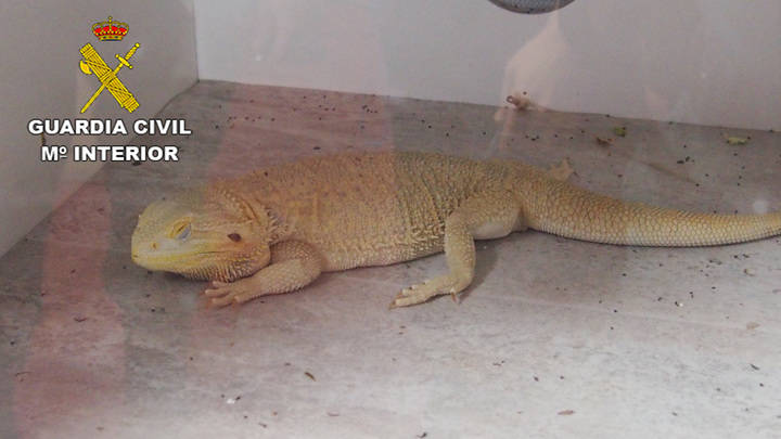 La Guardia Civil ‘pilla’ a un azudense vendiendo reptiles ilegalmente
