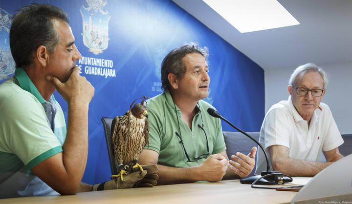El ayuntamiento de Guadalajara se ayuda de halcones para controlar la proliferación de palomas