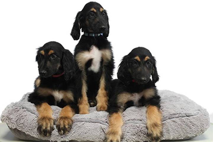 Clonan tres veces al primer perro clonado