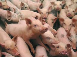 La Junta autoriza que una macrogranja porcina de Cuenca pase de 2.000 a 4.000 cerdos