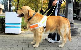Castilla La Macnha tendrá un registro de perros que acompañan a personas con discapacidad