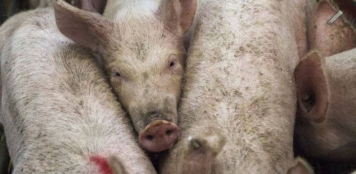 Convocan una concentración en Priego contra las macrogranjas de cerdos
