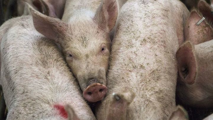 El TSJCM anula una autorización para instalar una macrogranja de cerdos en Cuenca