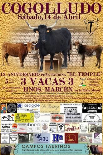 Suelta de vacas en Cogolludo por el IX Aniversario de la Asociación Taurina 'El Temple'
