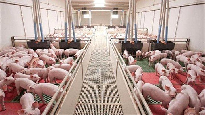 Un informe del Hospital de Albacete alerta de los riesgos para la Salud Pública relacionados con la instalación de macrogranjas de cerdos