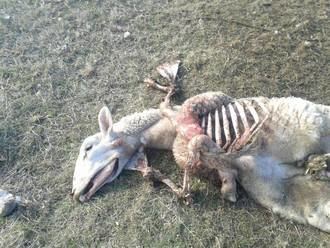 Siguen los ataques de los lobos al ganado de la Sierra de Guadalajara