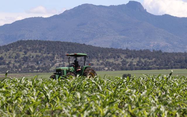 La APAG denuncia robos de maíz a agricultores en varias zonas de Guadalajara