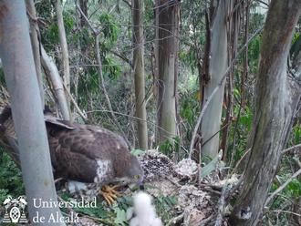 La UAH trabaja en una investigación sobre el abejero europeo, ave depredadora autóctona clave para el control biológico de la avispa asiática