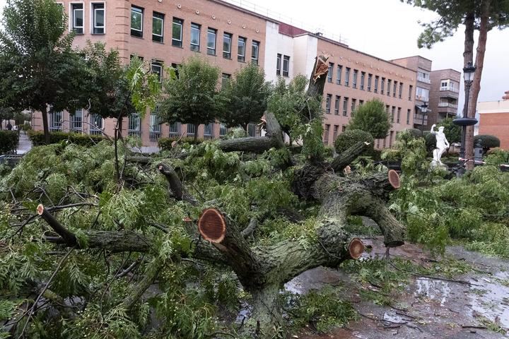 Árbol caído ayer en la plaza del Jardinillo de Guadalajara por las fuertes rachas de viento. Foto : EDUARDO BONILLA