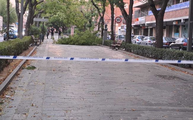 El fuerte viento deja 26 incidencias en Guadalajara capital por caída de árboles y ramas