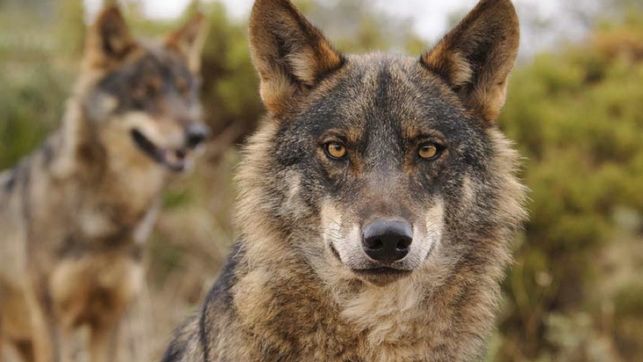 Ganaderos, agricultores y cazadores tachan de “provocación y burla” el festival del lobo este sábado en Cantalojas