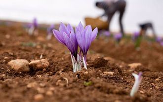 El mejor clima eleva el optimismo de productores de azafrán de CLM, que esperan superar el mal dato de 280 kilos de 2023