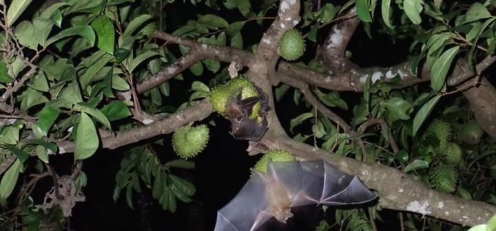 Los claros del bosque, claves para la conservación de los murciélagos