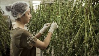 EEUU registra por primera vez m&#225;s consumidores diarios de cannabis que de alcohol