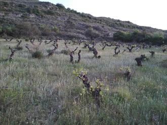 Un siglo después, Cogolludo va a recuperar cepas autóctonas anteriores a la plaga de filoxera