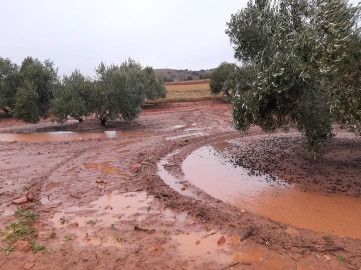 Las borrascas “Elsa” y “Fabián” hace estragos en plena campaña olivarera de Castilla-La Mancha 