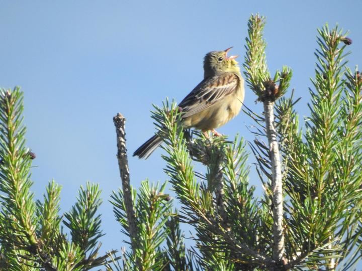 El canto de las aves de la Sierra Norte: terapia natural