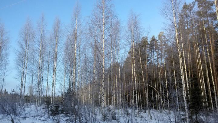 Impactos del cambio climático en los bosques: las especies arbóreas del hemisferio norte están incrementando su abundancia en los límites más fríos y húmedos de su distribución