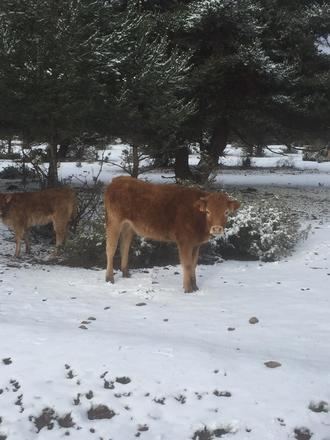 Alerta amarilla por nieve y roja por fuertes rachas de viento este lunes en Guadalajara