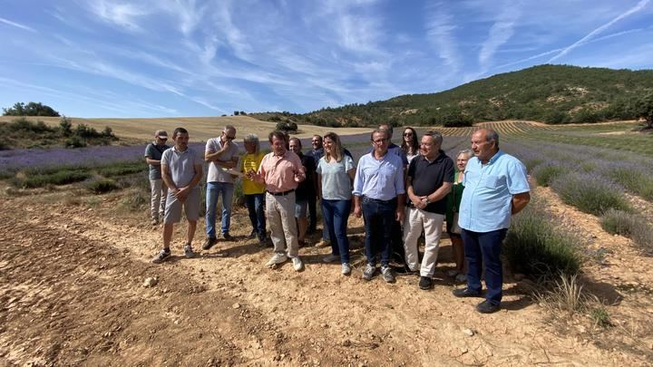 Una plaga de gusanos pone en peligro la cosecha de lavanda en toda España 