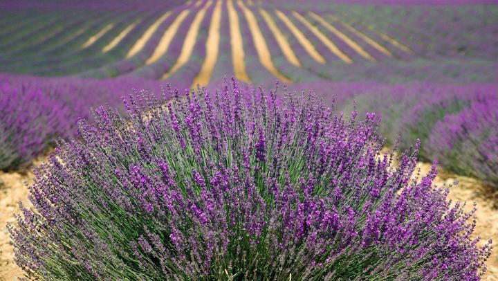 La Diputación aprueba el proyecto para crear el Museo de la Lavanda y el Perfume en Brihuega