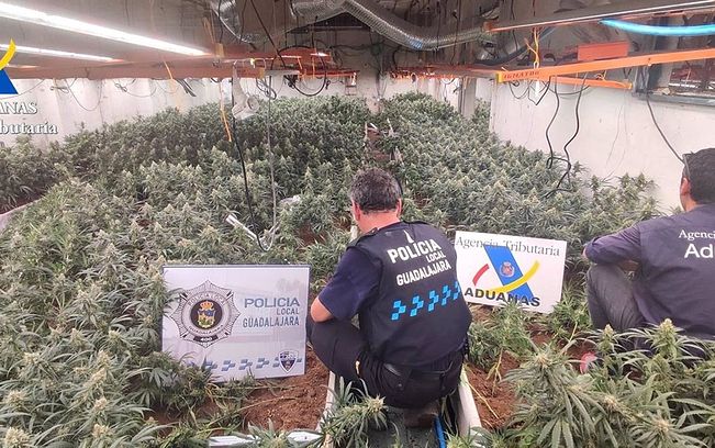 Detenidas 11 personas y requisadas 6.674 plantas de marihuana tras desmantelar 3 plantaciones en Guadalajara