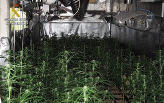 La Guardia Civil detiene a cinco personas e incauta casi 400 plantas de marihuana en Yeles y Esquivias