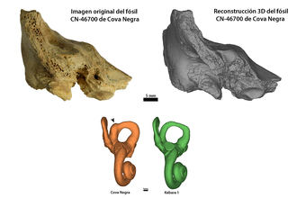 Un estudio español demuestra por primera vez que los neandertales cuidaban y protegían a sus niños con síndrome de Down