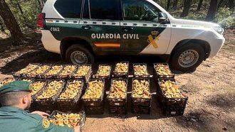 La Guardia Civil incauta hasta 250 kilos de n&#237;scalos recogidos de forma ilegal