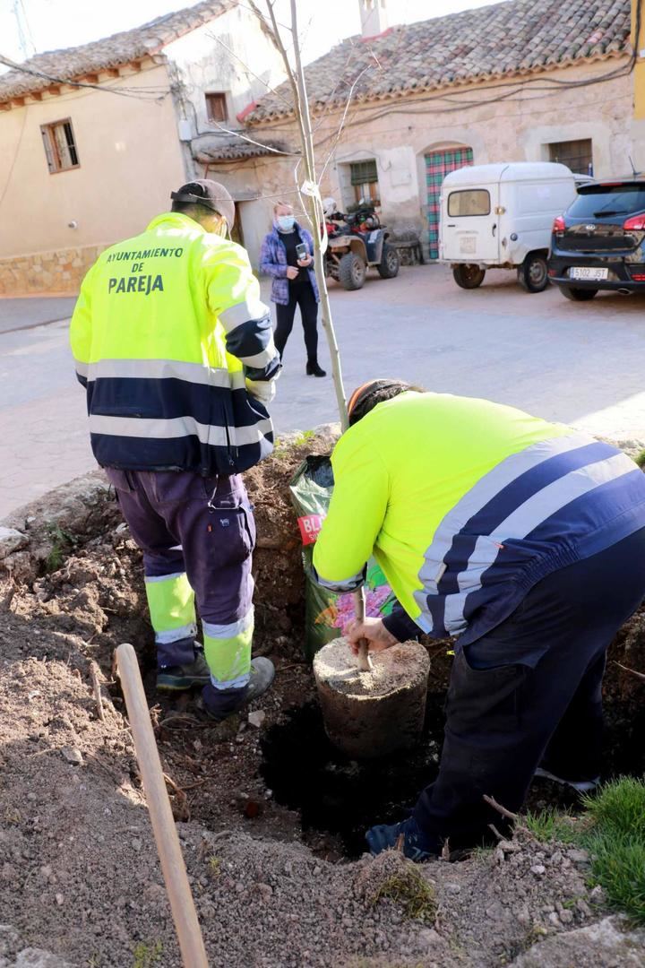 El Ayuntamiento de Pareja planta un nuevo olmo, resistente a la grafiosis, en Cereceda