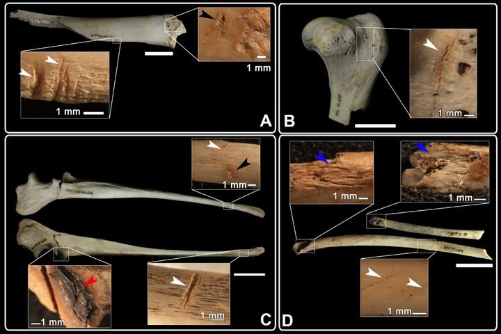 Evidencias de cinofagia (marcas de corte, mordeduras, raspados…) identificadas en diferentes restos óseos del nivel Calcolítico de El Portalón de Cueva Mayor. Nohemi Sal