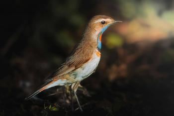 El canto de las aves de la Sierra Norte: terapia natural