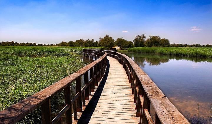 Se ralentiza el proceso de desecación de la zona inundada de las Tabalas de Daimiel 