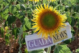 22ºC de mínima y 39ºC de máxima este lunes de agosto en Guadalajara