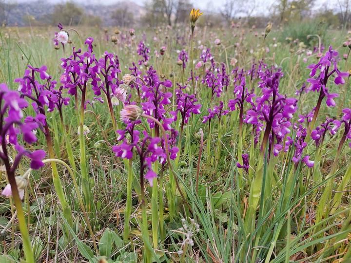 Orquídeas silvestres: las bellas desconocidas