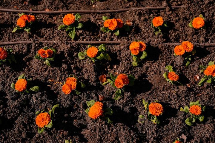 Madrid lucirá un jardín de tulipanes donados por la princesa de Orange