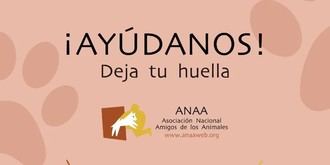 Adopta un amigo: evento solidario en El Casar este 30 de noviembre