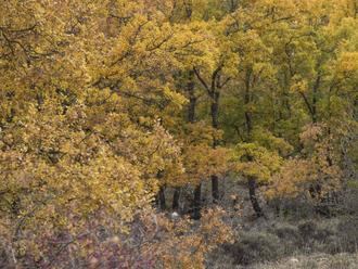 El oto&#241;o: colores y setas en la Sierra Norte de Guadalajara