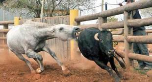 Flexibilidad, fuerza, ritmo, corazón, cabeza... Se puede hablar incluso de bravura. Los caballos de torear, como este ejemplar de la yegüada castellano-manchega de Quinta El Romeral, se distingue de los usados en otras especialidades hípicas./Carlos Arévalo