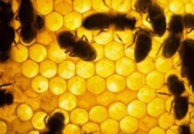 Inversión contra la fuga de abejas