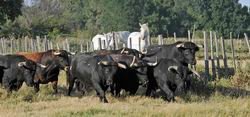 Manada de toros de la ganadería francesa de Virgen María, uno de los hierros que puede llegar a funcionar tanto en Francia como en España. / Fotos: Campo Bravo
