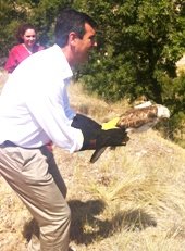 Antonio Román procede a la suelta de un águila, tras su paso por el Centro de Recuperación de Animales del Zoo de Guadalajara