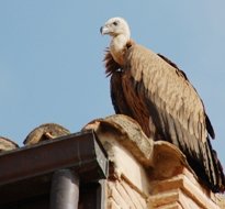 Un buitre leonado visita Yunquera en el tramo final de las Fiestas Patronales