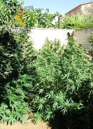 Cultivaba y vendía la marihuana...todo en casa