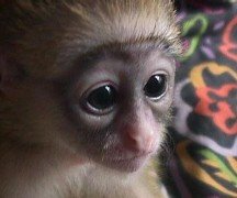 Los alumnos de Infantil y Primaria de Guadalajara podrán elegir nombre para el mono capuchino nacido en el zoo municipal 