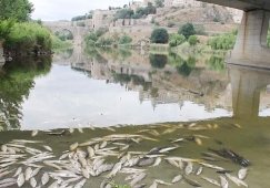 Aparecen miles de peces muertos en el Tajo a su paso por Toledo